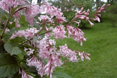 Bellicent