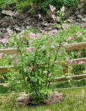 Bellicent_20190520_MLD_MLD