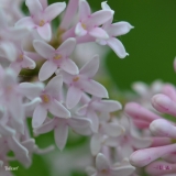 Bellicent_2019_LM_CF