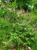 Bellicent_20200524_MLD_MLD