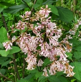 Bellicent_20200527_MLD_MLD