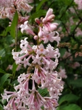 Bellicent_20200527_MLD_MLD_3