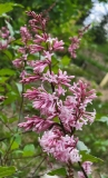 Bellicent_20210516_MLD_MLD_2