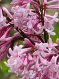 Bellicent_20210516_MLD_MLD_3
