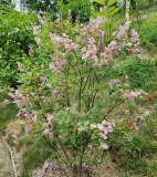 Bellicent_20210524_MLD_MLD