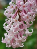 Bellicent_20210528_MLD_MLD_2