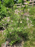 Bellicent_20220521_MLD_MLD_1