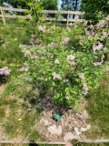 Bellicent_20220521_MLD_MLD_2