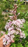 Bellicent_20220521_MLD_MLD_3