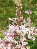 Bellicent_20220521_MLD_MLD_4