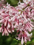 Bellicent_20230515_MLD_MLD_1