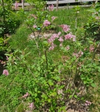 Bellicent_20230515_MLD_MLD_2