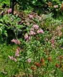 Bellicent_20230517_MLD_MLD