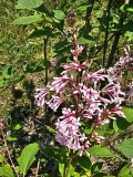 Bellicent_20230520_MLD_MLD_2