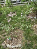 Bellicent_20240507_MLD_MLD