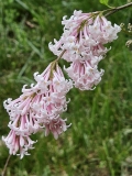 Bellicent_20240507_MLD_MLD_2