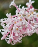 Bellicent_20240507_MLD_MLD_3