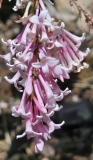 Bellicent_20240516_MLD_MLD