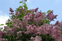 Bellicent_TP_1