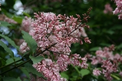 Bellicent_TP_2