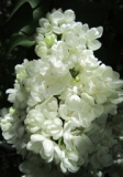 Belomore_Russia_OA__TP