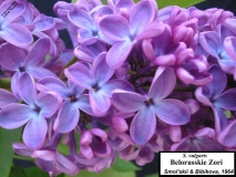 Belorusskie_Zori_LNT