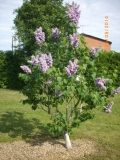 Benita_201405_Dobele_RR