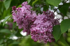 Berryer_1980_Kiev_TP_5