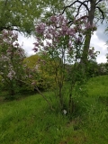 Berryer_20170523_RBG_MLD_1