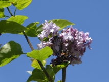 Berryer_20180501_MAA_MLD_4