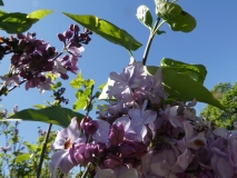 Berryer_20180501_MAA_MLD_5