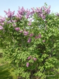 Berryer_201906_CEF_MLD_1