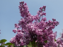 Berryer_201906_CEF_MLD_3