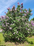 Berryer_20220513_HP_MLD