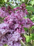 Berryer_20220513_HP_MLD_2