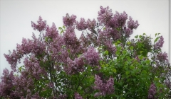 Berryer_Kiev_TP