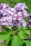 Bertha_Phair_LVC_ZB