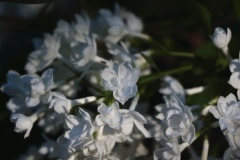 Beth_2021_Russia_IN_2