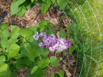 Betsy_Bowman_20170523_RBG_MLD_3