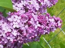 Betsy_Bowman_20170523_RBG_MLD_4