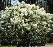 Betsy_Ross_2000_MPL_1
