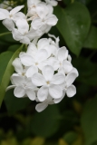 Betsy_Ross_2013_HP_TP_1