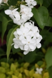 Betsy_Ross_2013_HP_TP_4