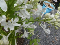 Betsy_Ross_20180507_LL_MLD_3