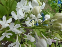 Betsy_Ross_20180507_LL_MLD_4