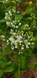 Betsy_Ross_20190518_1_MLD_MLD