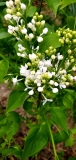 Betsy_Ross_20190518_2_MLD_MLD