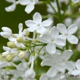 Betsy_Ross_2019_LM_CF