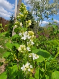 Betsy_Ross_20220424_MLD_MLD_1