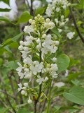 Betsy_Ross_20230414_MLD_MLD